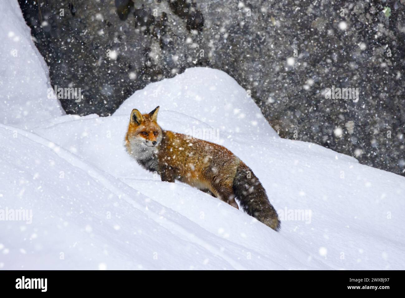 La volpe rossa (Vulpes vulpes) caccia nella neve sotto la parete rocciosa in montagna in inverno durante le nevicate Foto Stock