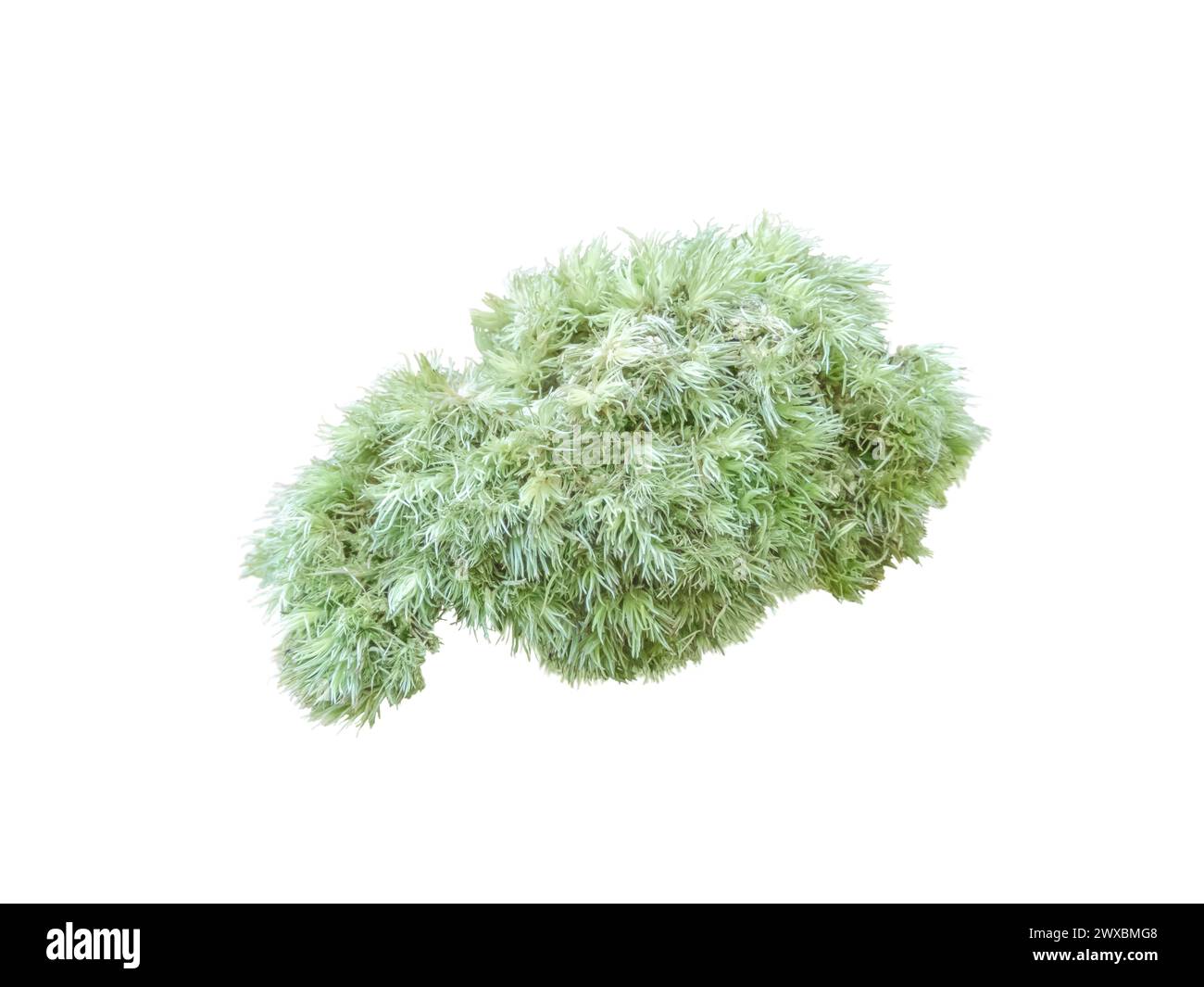 Leucobryum glaucum o agglomerato di muschio pincushion isolato su bianco. Foto Stock