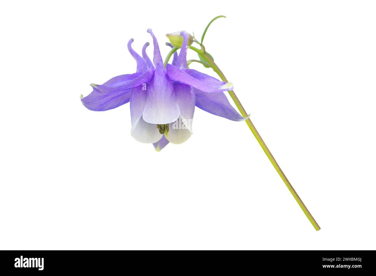 Aquilegia fiore viola primo piano isolato su bianco. Aquilegia vulgaris o cofano da nonna o impianto europeo columbine Foto Stock