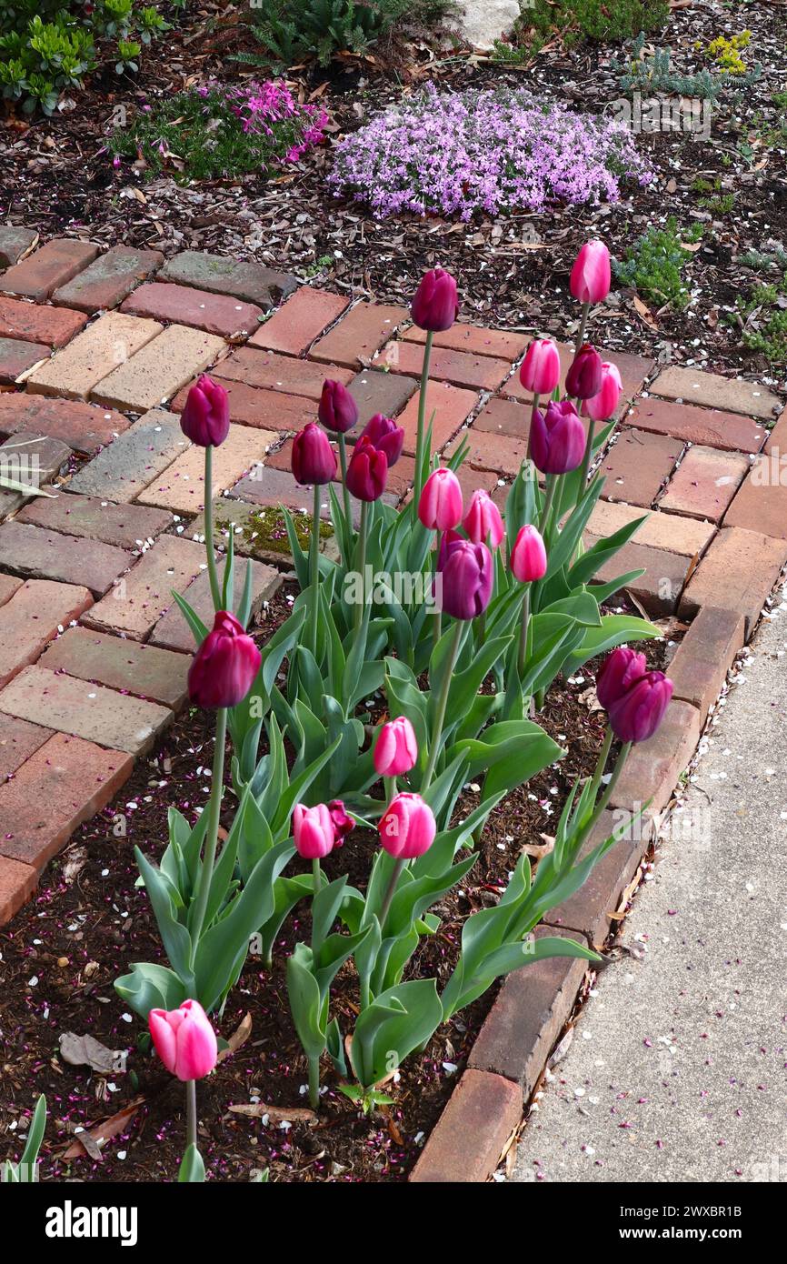 Tulips e Brick Garden Design Foto Stock