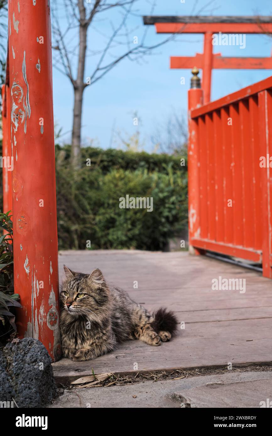 Poster verticale con un gatto su un ponte sullo sfondo di un cancello torii, un giardino giapponese in un parco cittadino Foto Stock