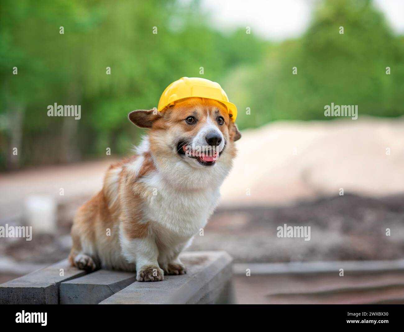 un simpatico lavoratore un cucciolo di cane corgi con un casco giallo da operaio edile è seduto fuori Foto Stock