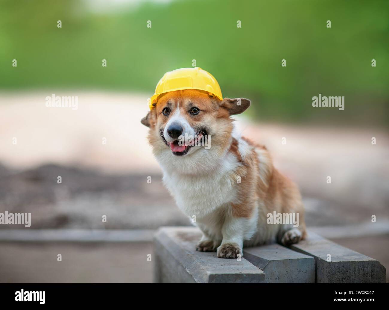 un simpatico lavoratore un cucciolo di cane corgi con un casco giallo da operaio edile è seduto fuori Foto Stock