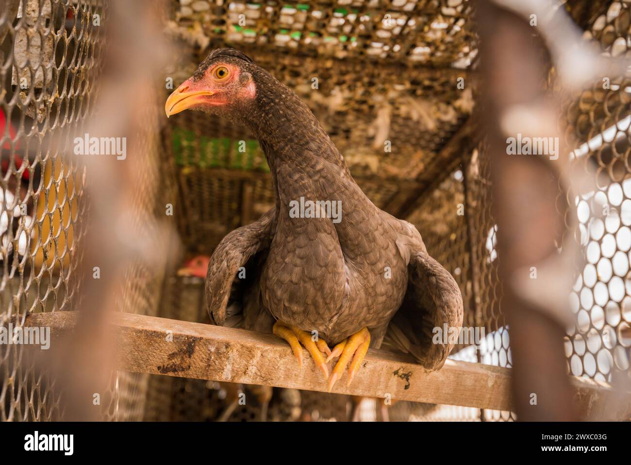 Gallina chiusa nella gabbia in vendita al mercato Ver o peso di Belem City Foto Stock