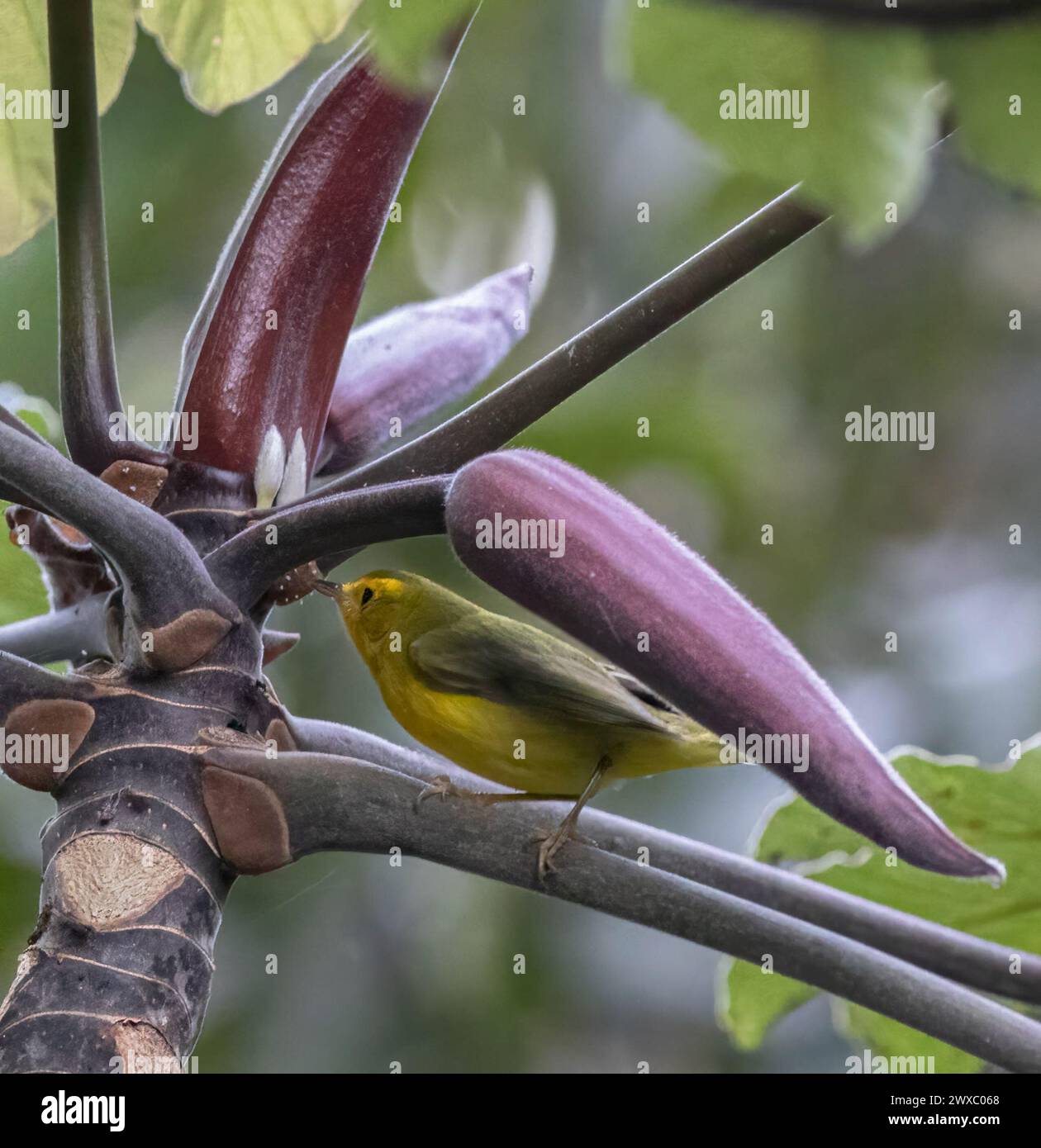 Closeup Wilson's Warbler in un giardino tropicale in Costa Rica Foto Stock