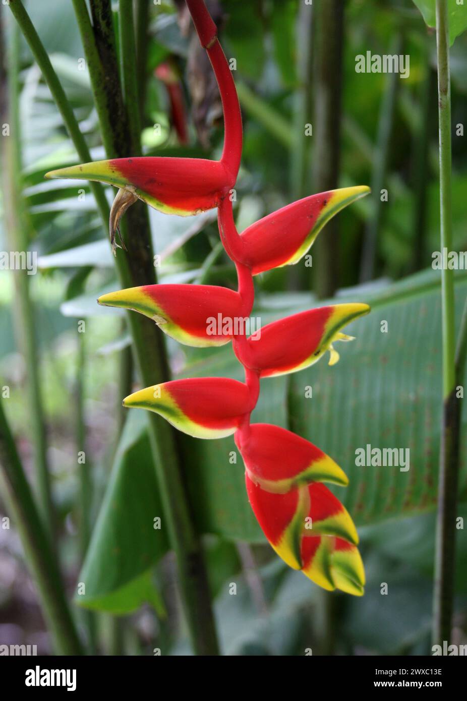 Griffe di granchio, artiglio di aragosta sospeso, artiglio di aragosta, becco di pappagallo, pendente Heliconia, Heliconia rostrata, Heliconiaceae. Costa Rica. Foto Stock