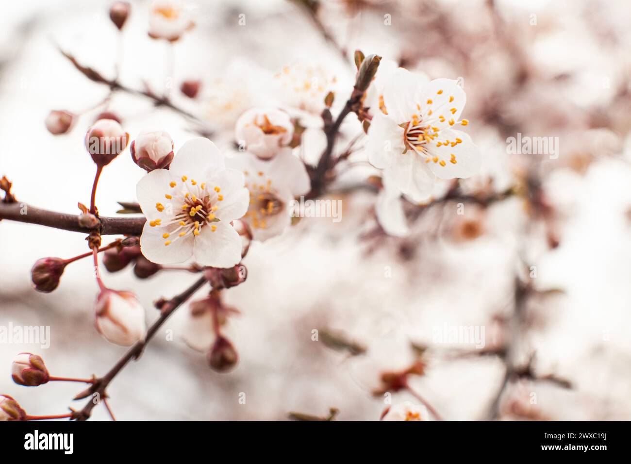 Fioritura dell'albicocca. L'inizio della fioritura, le gemme si aprirono e apparvero dei fiori. Splendido sfondo primaverile con spazio di copia. Primo piano, selecti Foto Stock