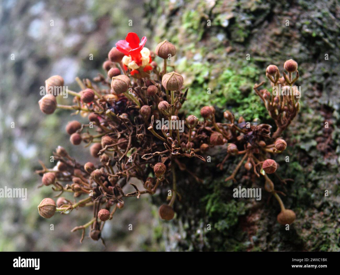 Theobroma simiarum, Theobromateae, Malvaceae. Costa Rica. Il Theobroma è un genere di piante in fiore della famiglia Malvaceae. Foto Stock