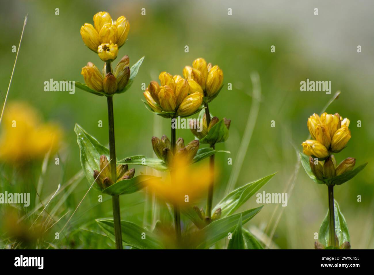 Gelber Enzian (Gentiana lutea) Foto Stock