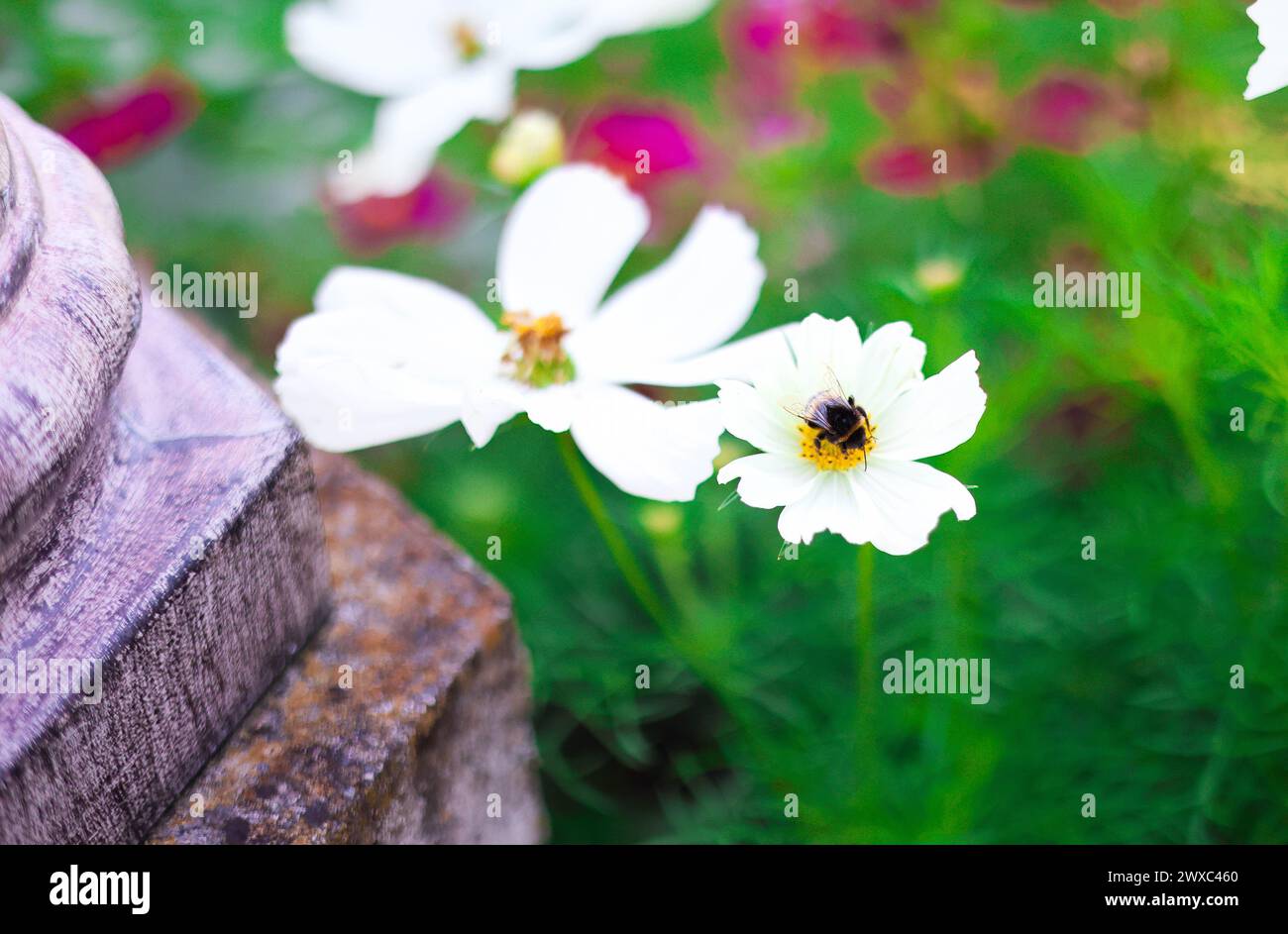 Zoom su bumblebee sui fiori Foto Stock