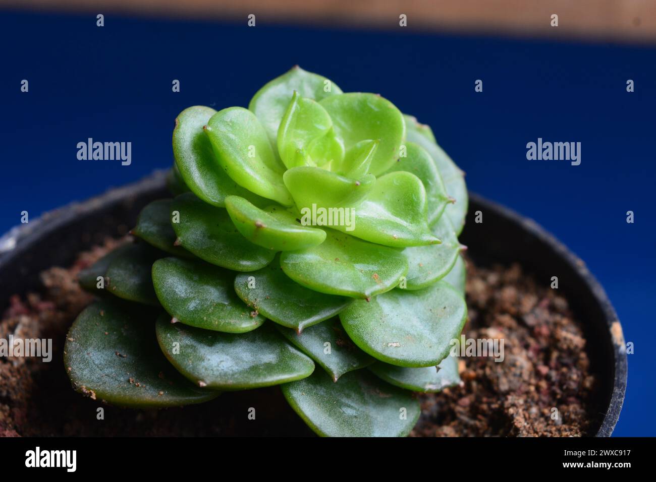 Le piante succulente hanno una forma miniaturizzata. Le foglie spesse contengono molta acqua. Questa pianta è di solito piantata in piccoli vasi per essere utilizzata come orname Foto Stock