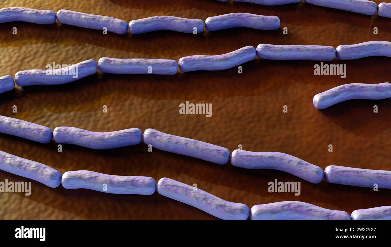 L'antrace è una malattia batterica fatale causata dal batterio Bacillus anthracis, rendering 3d. Foto Stock