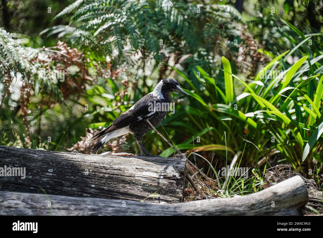 Il Magpie australiano (Gymnorhina tibicen) è un uccello passerino bianco e nero originario dell'Australia e della nuova Guinea meridionale, noto per la sua abilità Foto Stock