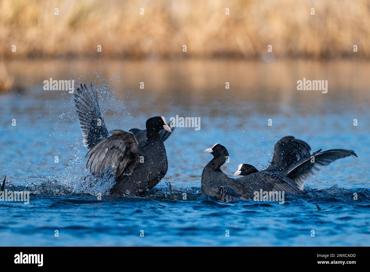 Fighting Ducks, Eurasian Coot Foto Stock