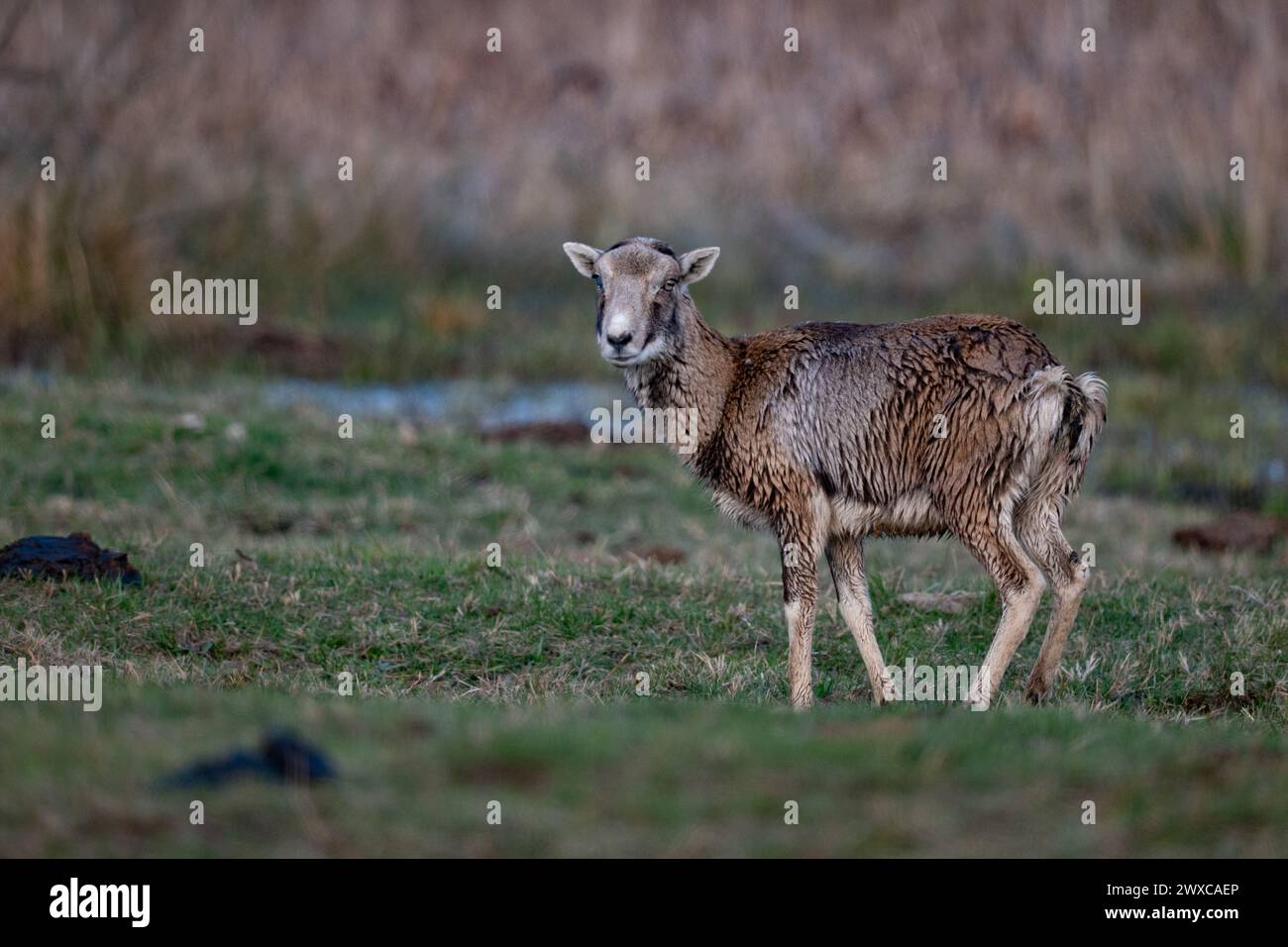 Mouflon, Ovis aries, singolo mammifero su erba, Polonia Foto Stock