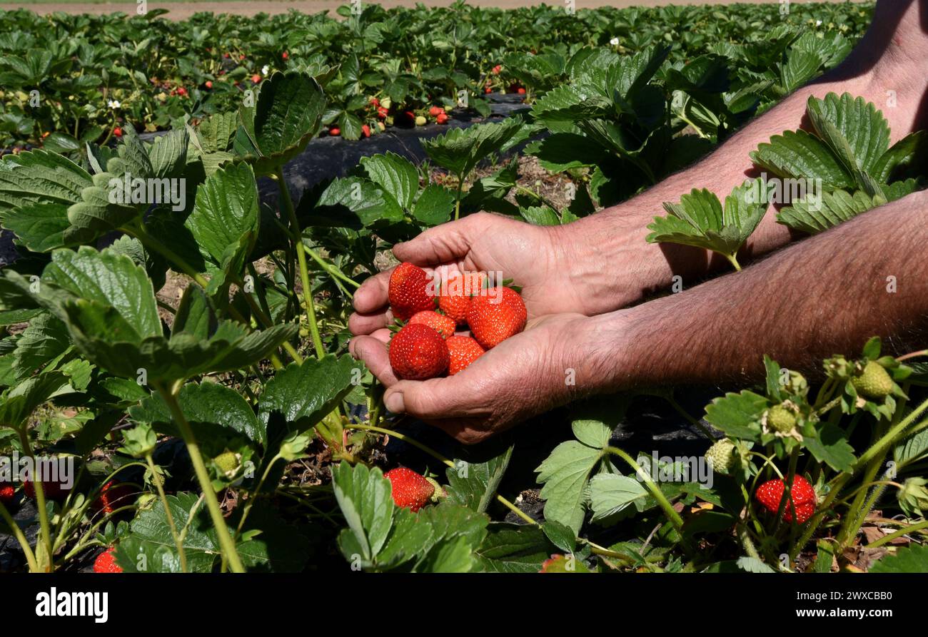 Un uomo tiene le fragole appena raccolte in un campo agricolo. Foto Stock
