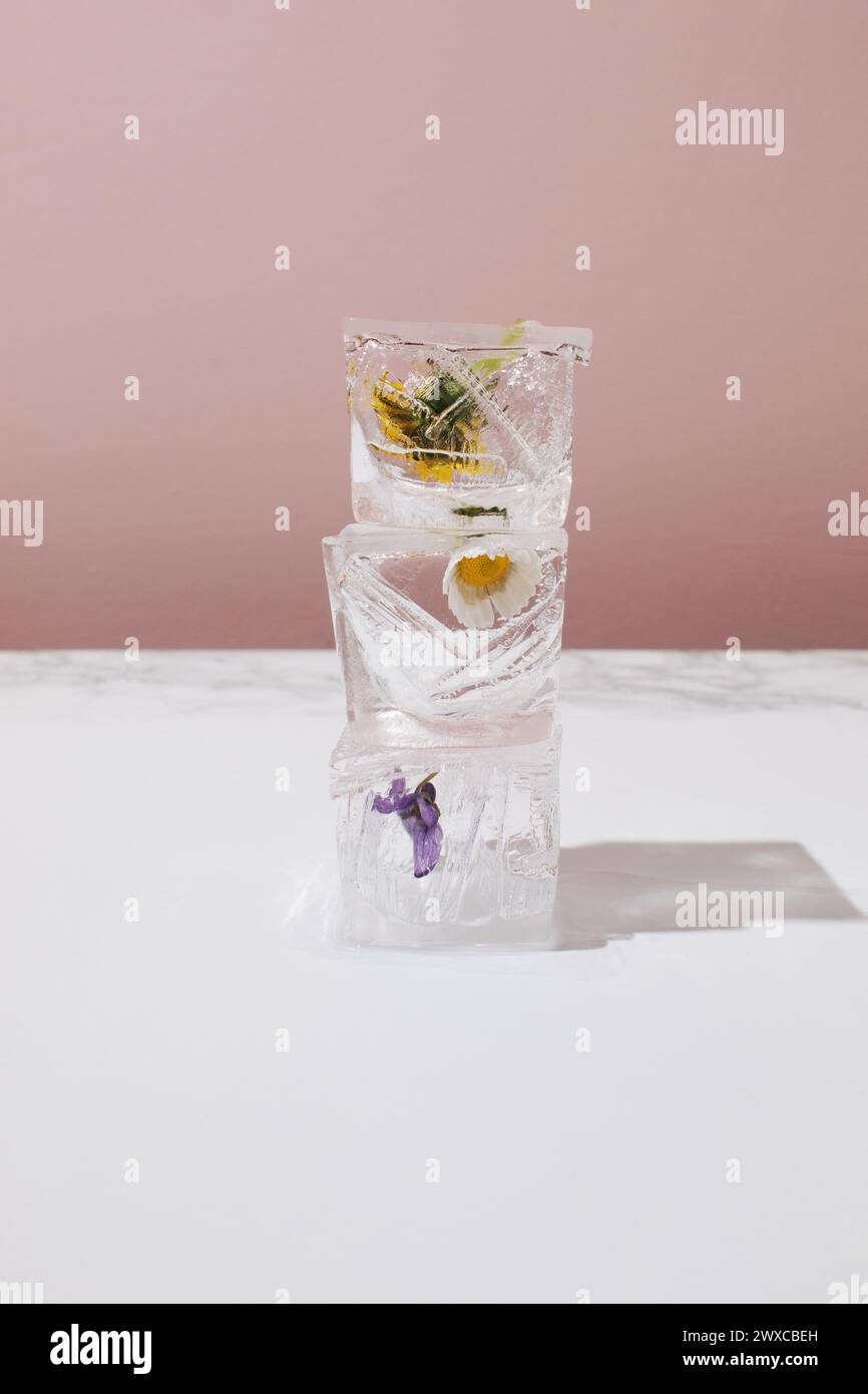 Tre cubetti di ghiaccio disposti in altezza con fiori primaverili su sfondo a contrasto. Foto Stock