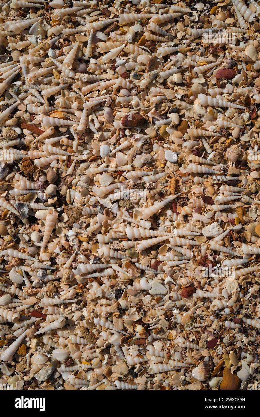 Conchiglie di Turritella cingulifera e conchiglie sulla spiaggia Foto Stock