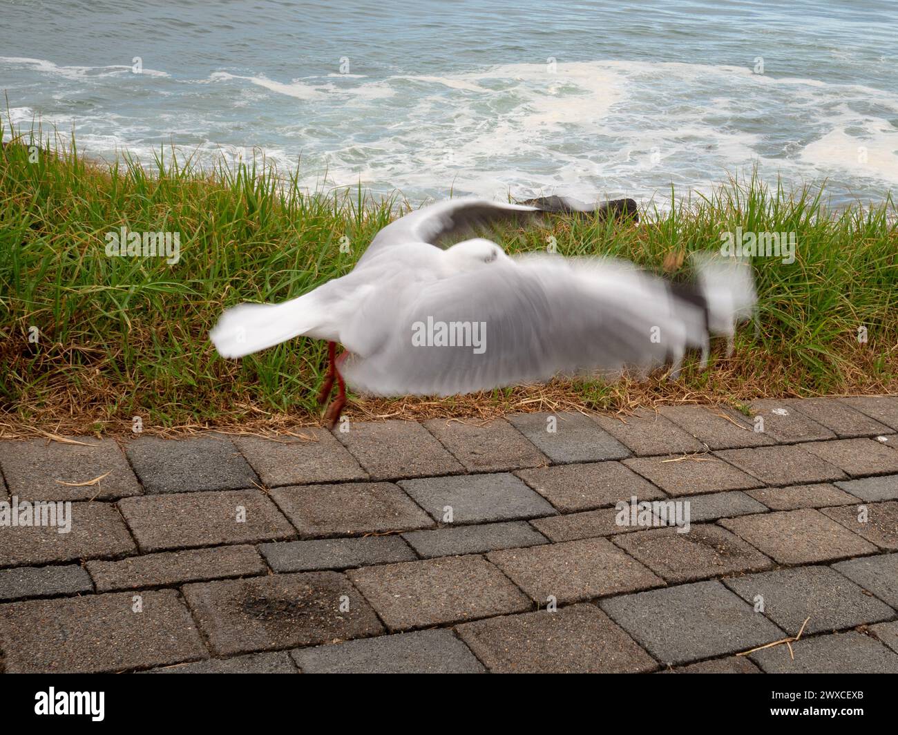 Un gabbiano che prende il volo di fronte al mare Foto Stock