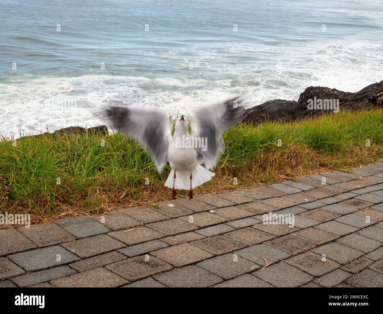 Un uccello gabbiano salta con le ali che si estendono in aria, il mare alle spalle Foto Stock