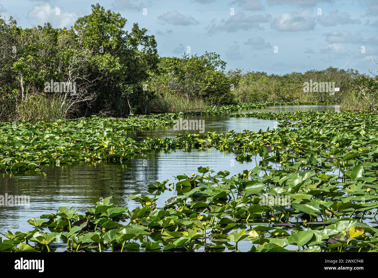 Everglades, Florida, Stati Uniti - 29 luglio 2023: Paesaggio, fiume palude parzialmente coperto da vegetazione verde e coperto da alberi corti sotto un paesaggio blu Foto Stock