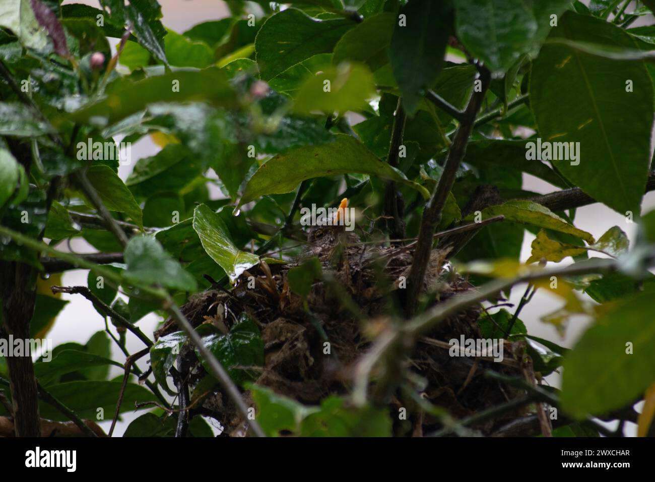 Turdus merula - il merluzzo nero riproduce Turdidae. Nido di uccelli neri europeo costruito in un albero di limone con le uova di incubazione femminili. Becco giallo Blackbird. Foto Stock