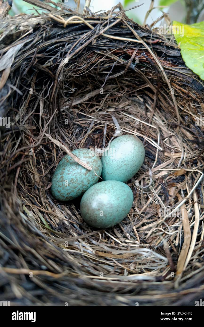 Uova di Turdus merula nel nido, uova di colore verde-bluastro marcate con macchie rossastre-marroni. Turdus merula europeo che canta uccelli. Costruzione naturale. Foto Stock