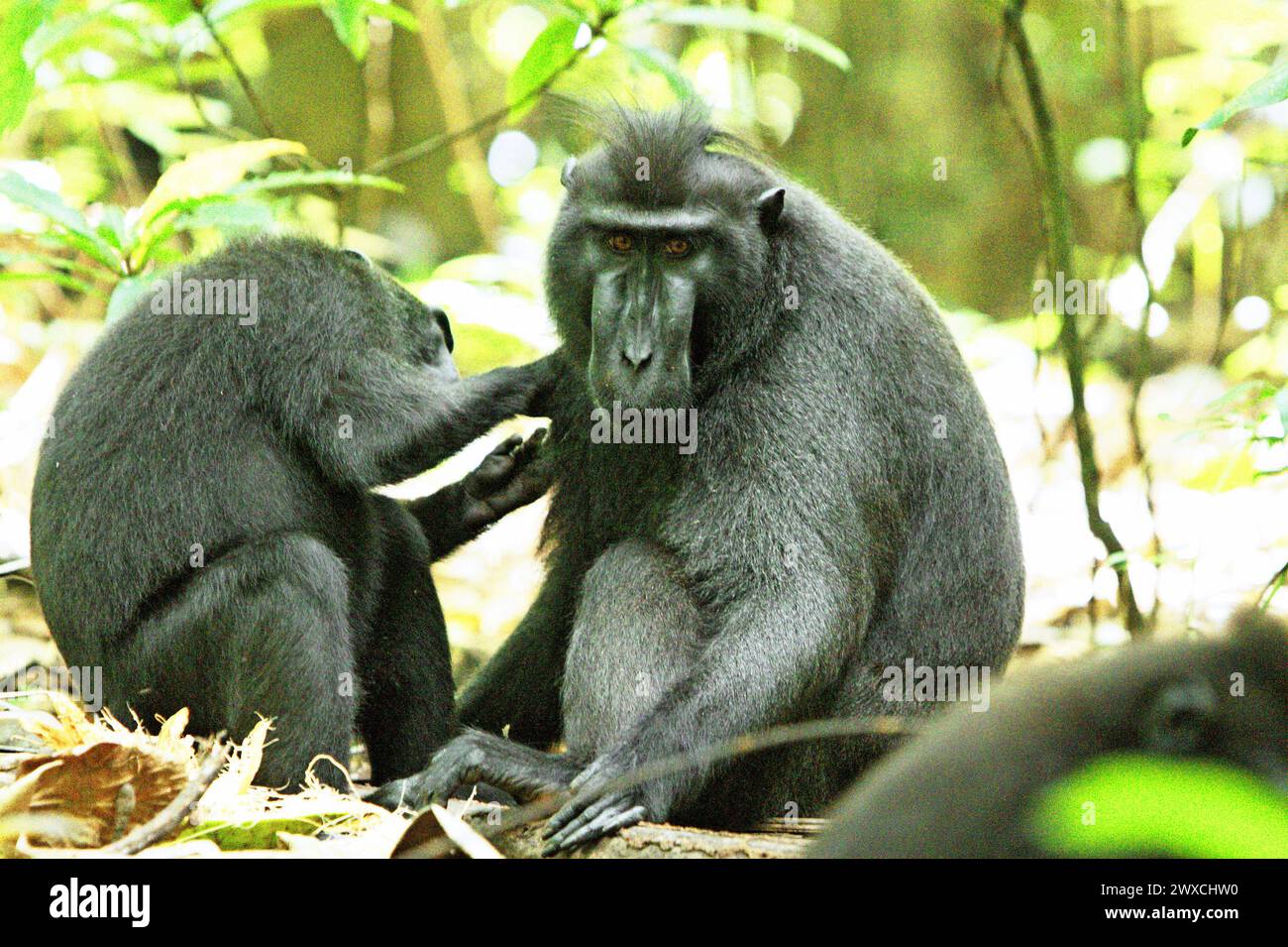 Un macaco crestato (Macaca nigra) fissa la macchina fotografica mentre si siede sul pavimento della foresta, mentre viene curato da un altro individuo nella riserva naturale di Tangkoko, un habitat protetto situato nel nord di Sulawesi, Indonesia. Il cambiamento climatico sta alterando le nicchie ambientali, facendo sì che le specie cambino la loro gamma di habitat mentre tracciano la loro nicchia ecologica, il che potrebbe essere uno svantaggio in termini di gestione efficace della biodiversità, secondo Nature Climate Change. Un rapporto di un team di scienziati guidati da Marine Joly, basato su ricerche condotte dal 2012 al 2020, ha rivelato che la temperatura è... Foto Stock