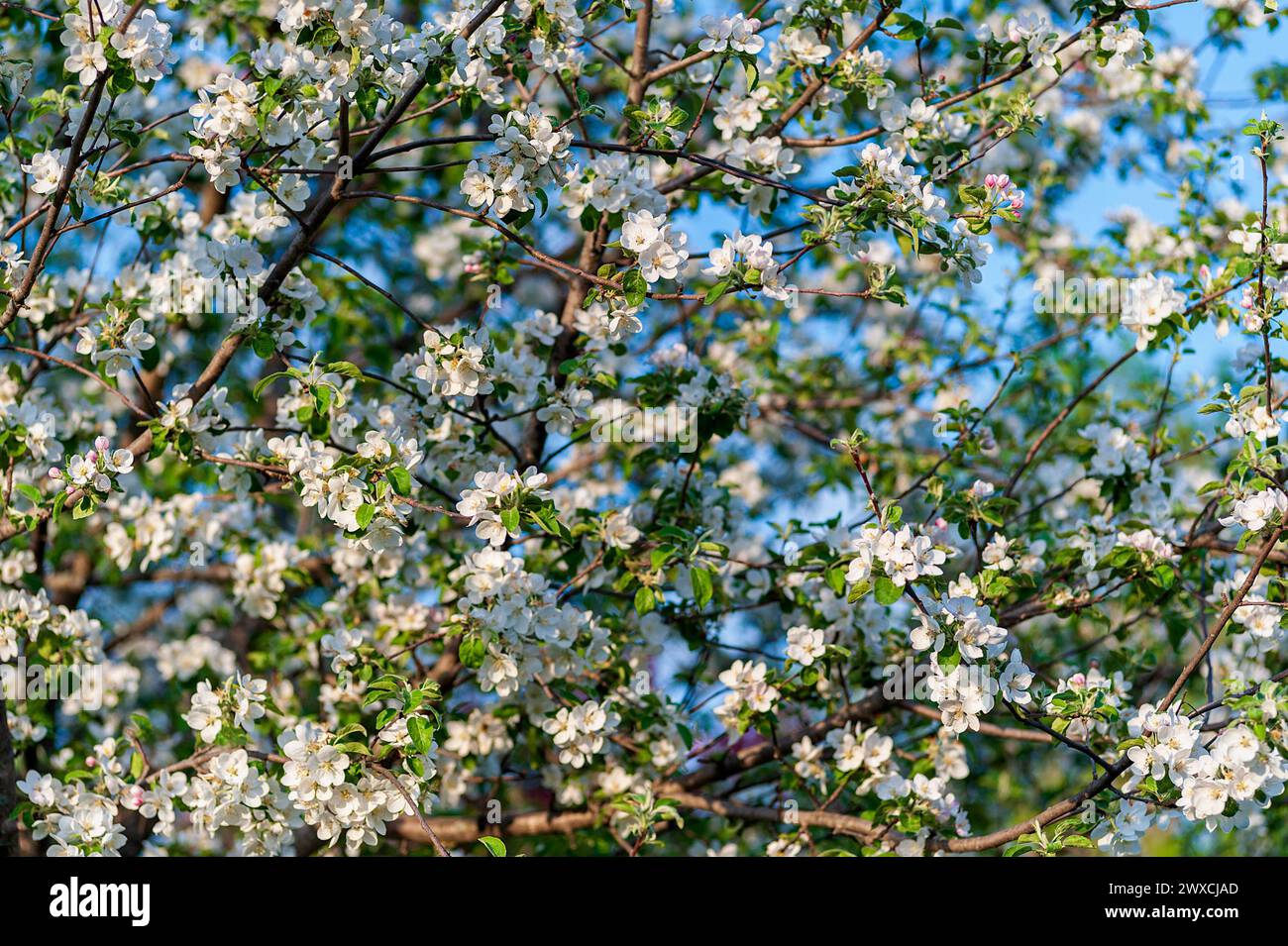 Primo piano di un albero di mele McIntosh in piena fioritura. Foto Stock