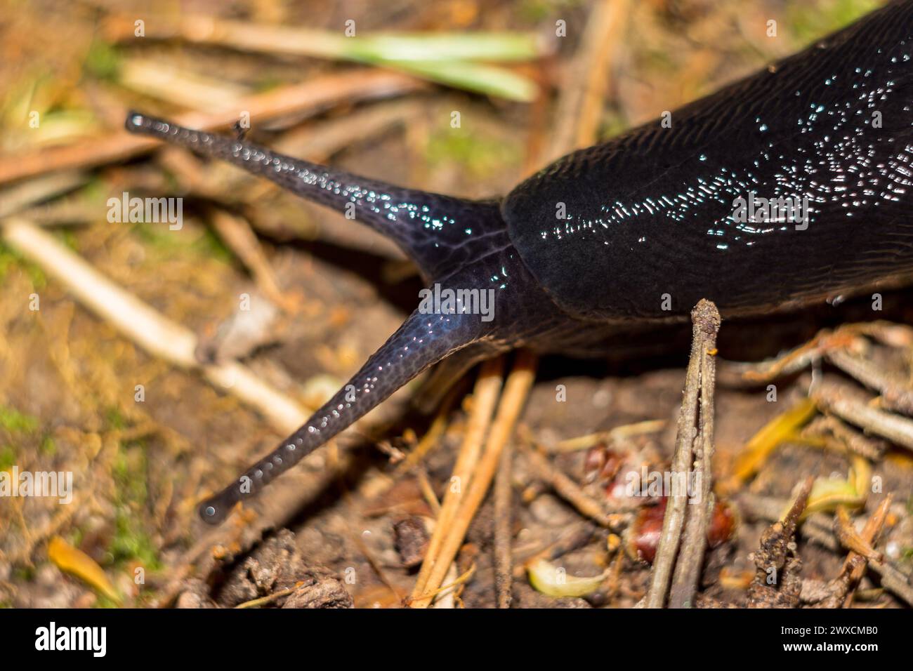 Lumaca nera (Limax cinereoniger) che strizza nel bosco, macro Foto Stock