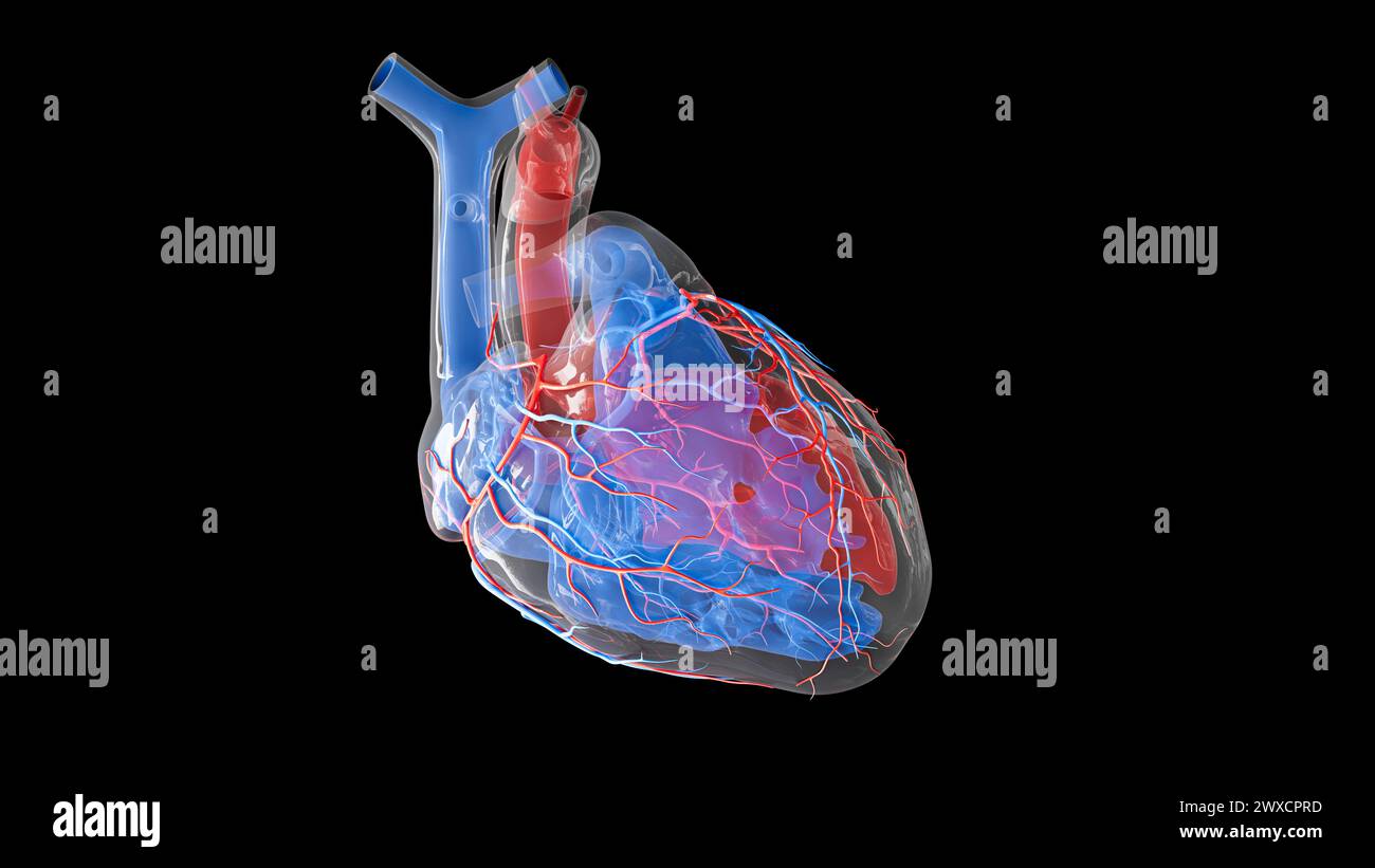 Illustrazione dell'afflusso di sangue nel cuore umano e delle strutture interne. L'atrio sinistro, il ventricolo sinistro e le arterie coronarie sono visualizzati in rosso, mentre l'atrio destro, il ventricolo destro e le vene cardiache sono visualizzati in blu. Foto Stock