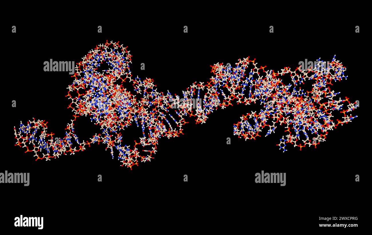 Illustrazione di un obelisco a RNA (acido ribonucleico). Gli obelischi RNA sono frammenti di RNA simili a viroidi che sono stati trovati replicando nei batteri nella bocca umana e nell'intestino. Sono formati da RNA circolare a trefolo singolo e hanno una struttura secondaria simile a un'asta. Codificano per proteine di funzione sconosciuta. Foto Stock