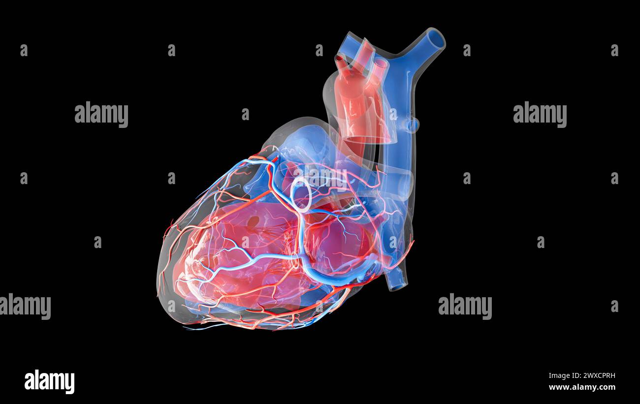 Illustrazione dell'afflusso di sangue nel cuore umano e delle strutture interne. L'atrio sinistro, il ventricolo sinistro e le arterie coronarie sono visualizzati in rosso, mentre l'atrio destro, il ventricolo destro e le vene cardiache sono visualizzati in blu. Foto Stock