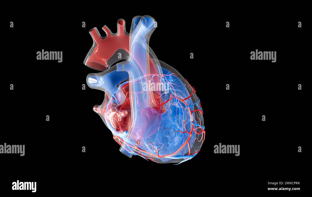 Illustrazione dell'afflusso di sangue nel cuore umano e delle strutture interne. L'atrio sinistro, il ventricolo sinistro e le arterie coronarie sono visualizzati in rosso, mentre l'atrio destro, il ventricolo destro e le vene cardiache sono visualizzati in blu. Foto Stock