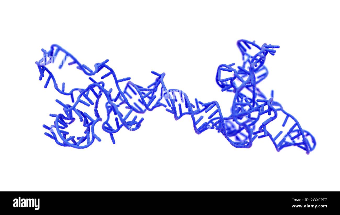 Illustrazione di un obelisco a RNA (acido ribonucleico). Gli obelischi RNA sono frammenti di RNA simili a viroidi che sono stati trovati replicando nei batteri nella bocca umana e nell'intestino. Sono formati da RNA circolare a trefolo singolo e hanno una struttura secondaria simile a un'asta. Codificano per proteine di funzione sconosciuta. Foto Stock