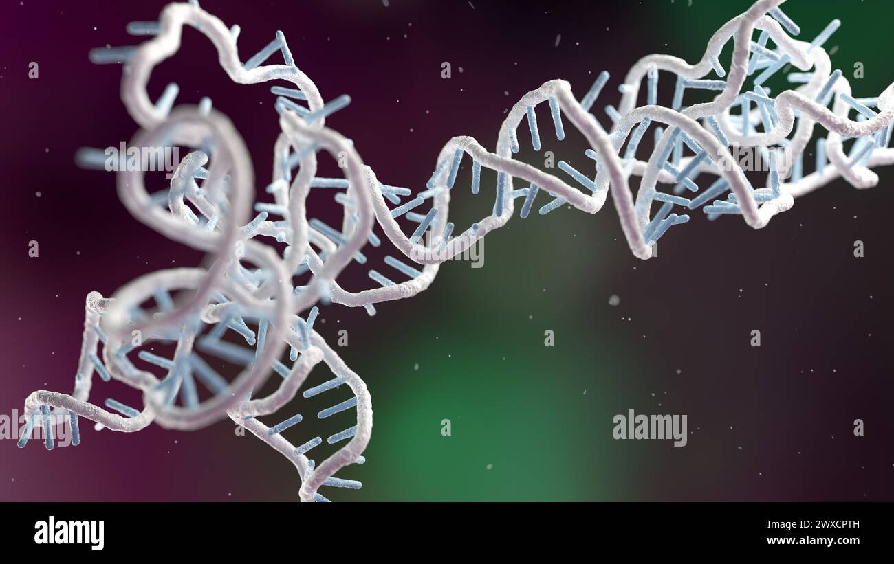 Illustrazione di un obelisco a RNA (acido ribonucleico). Gli obelischi RNA sono frammenti di RNA simili a viroidi che sono stati trovati replicando nei batteri nella bocca umana e nell'intestino. Sono formati da RNA circolare a trefolo singolo e hanno una struttura secondaria simile a un'asta. Codificano per proteine di funzione sconosciuta. Foto Stock