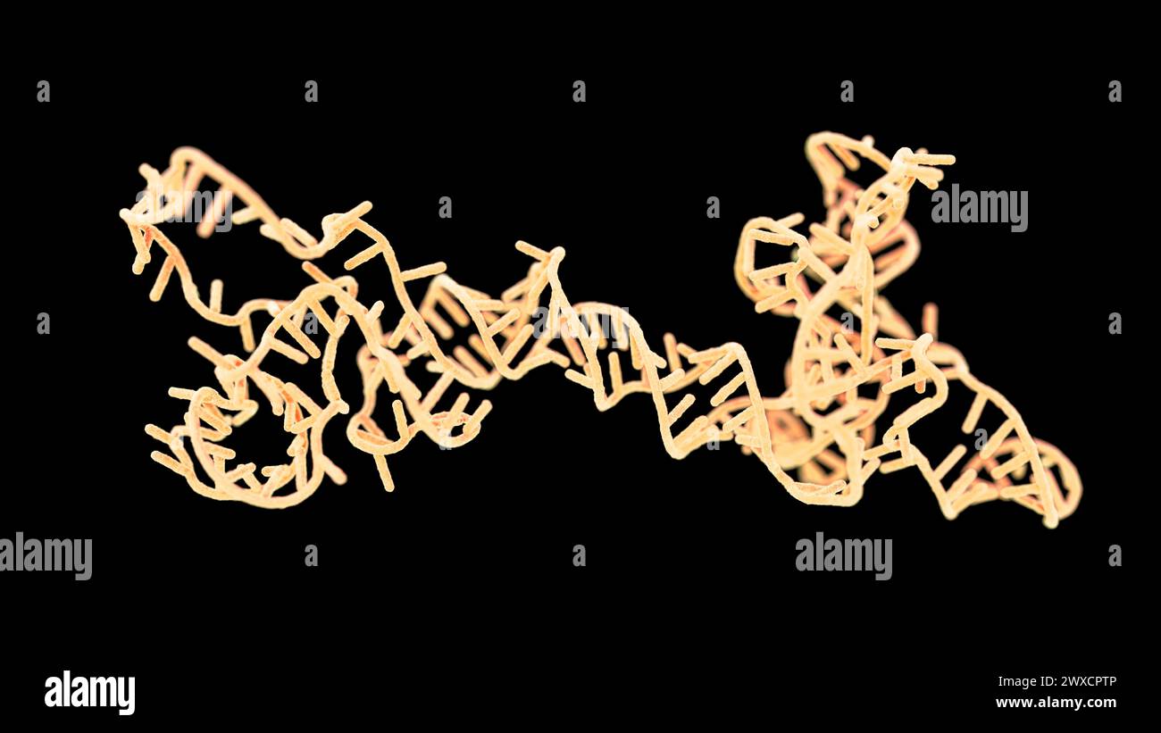 Illustrazione di un obelisco a RNA (acido ribonucleico). Gli obelischi RNA sono frammenti di RNA simili a viroidi che sono stati trovati replicando nei batteri nella bocca umana e nell'intestino. Sono formati da RNA circolare a trefolo singolo e hanno una struttura secondaria simile a un'asta. Codificano per proteine di funzione sconosciuta. Foto Stock