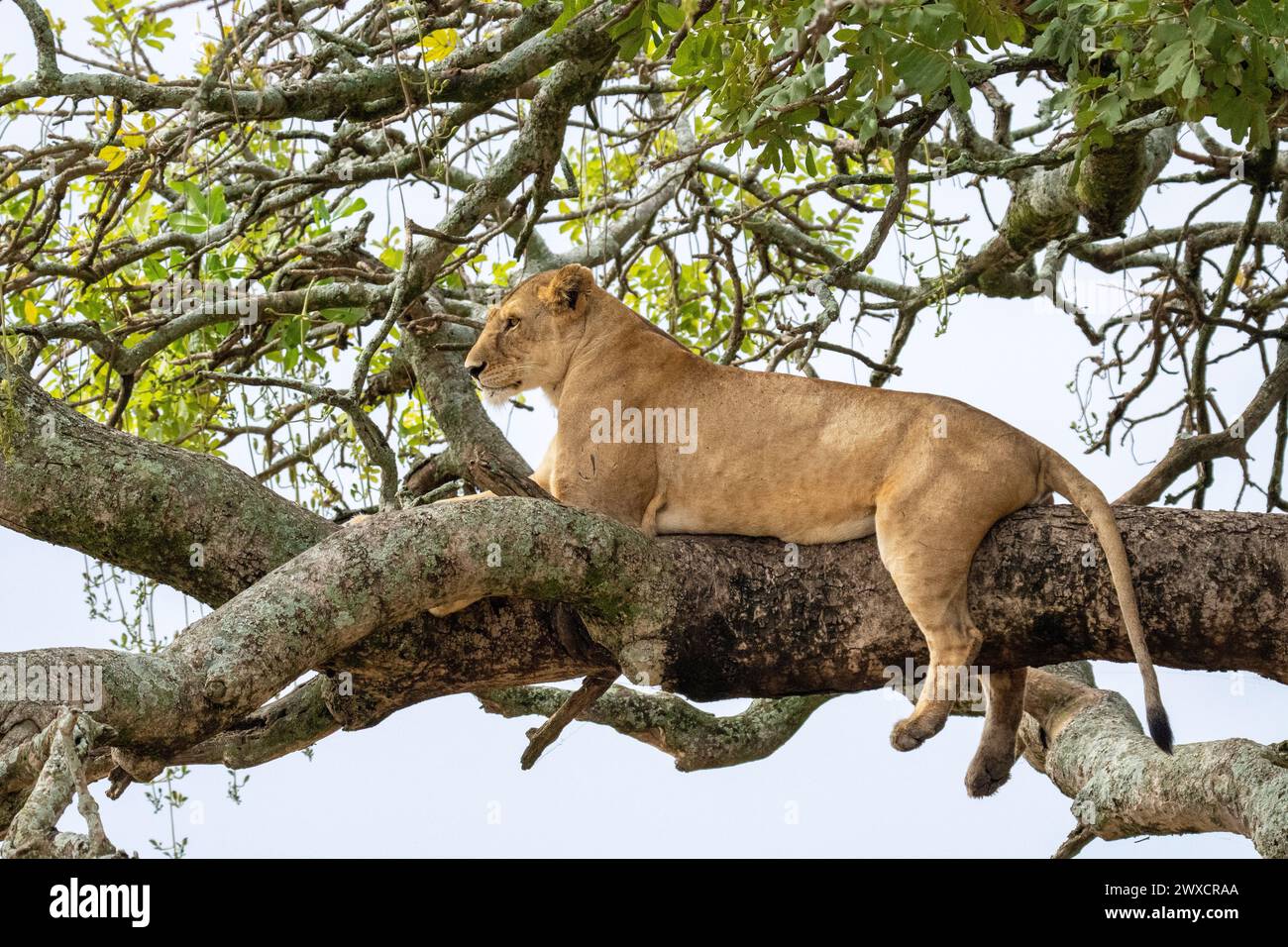 Lioness riposa in un albero. Fotografato al Parco Nazionale del Lago Manyara, Arusha, Tanzania. Foto Stock