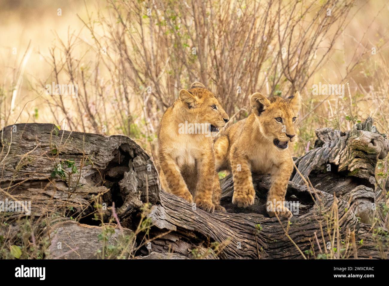 Cuccioli di leone che suonano. Fotografato in Tanzania ad agosto . Foto Stock