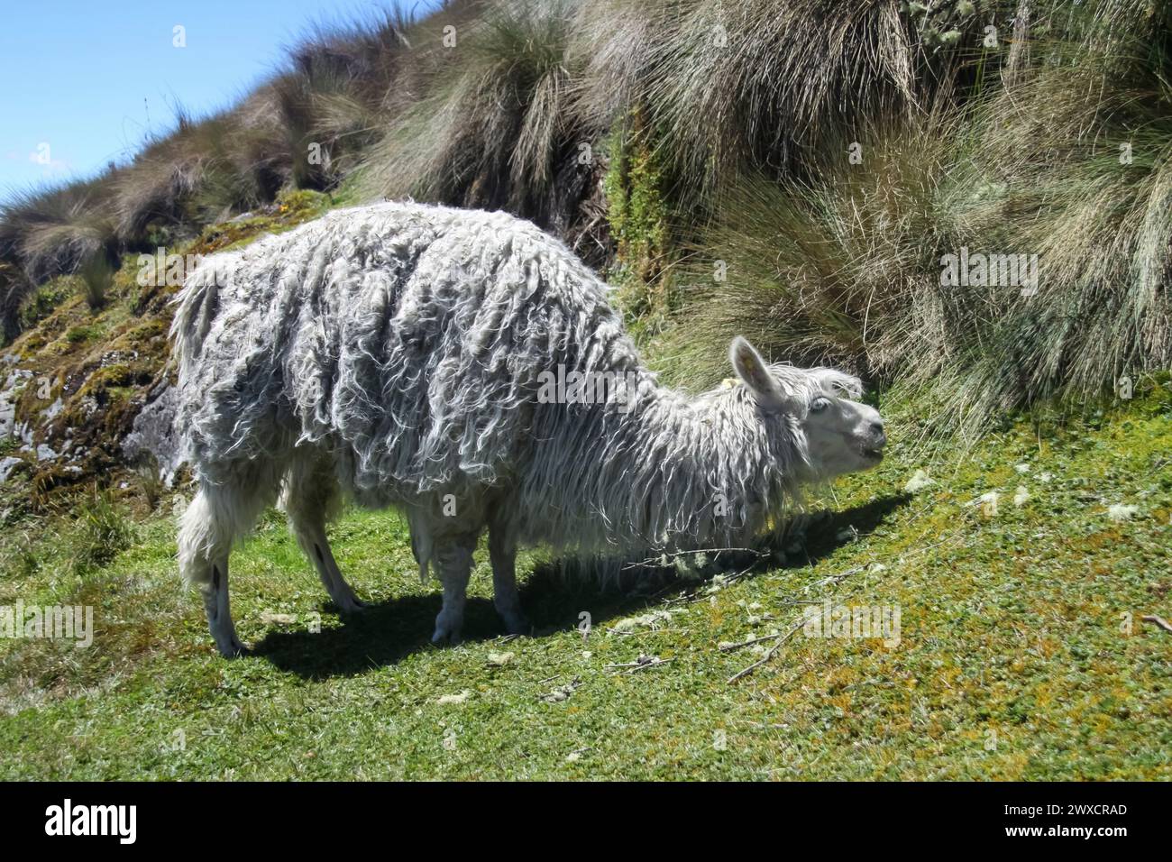 Pecore nel Parco Nazionale El Cajas, Azuay, Ecuador. Foto Stock