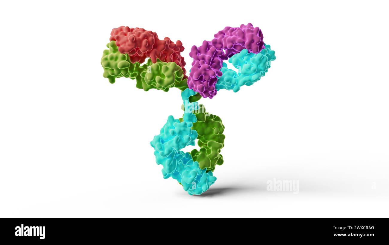 Illustrazione di un anticorpo IgG1 (immunoglobulina G1) umano. I colori rappresentano le due catene leggere (rossa e viola) e le due catene pesanti (ciano e verde) dell'anticorpo. Foto Stock