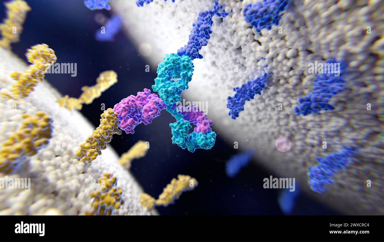 Illustrazione di un anticorpo bispecifico (rosa e verde) che si lega a due diverse proteine della membrana (giallo e blu). Foto Stock