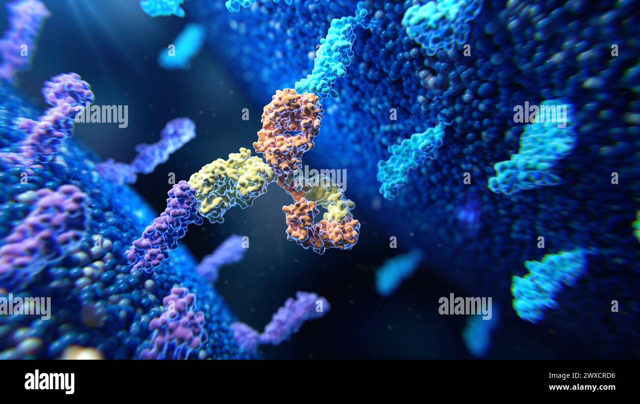 Illustrazione di un anticorpo bispecifico (giallo e arancione) che si lega a due diverse proteine della membrana (viola e blu). Foto Stock