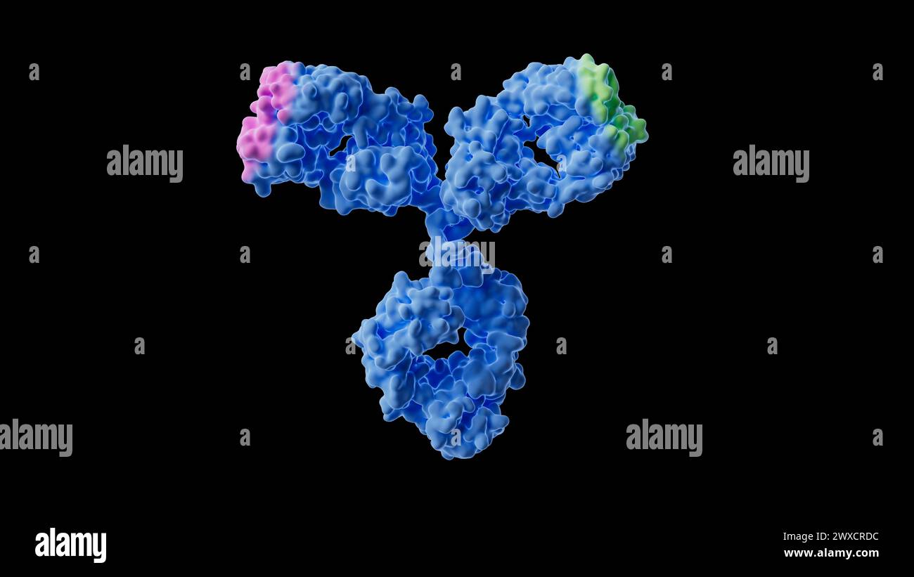 Immagine di un anticorpo bispecifico che mostra due siti di legame dell'antigene discreti (rosa e verde) all'interno della struttura anticorpale. Foto Stock