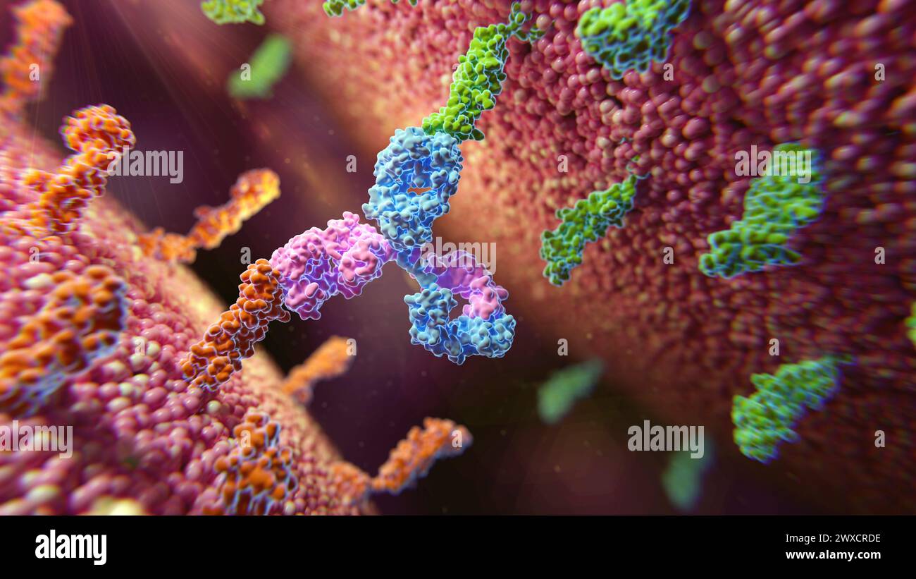 Immagine di un anticorpo bispecifico (blu e viola) che si lega a due diverse proteine della membrana (verde e arancione). Foto Stock