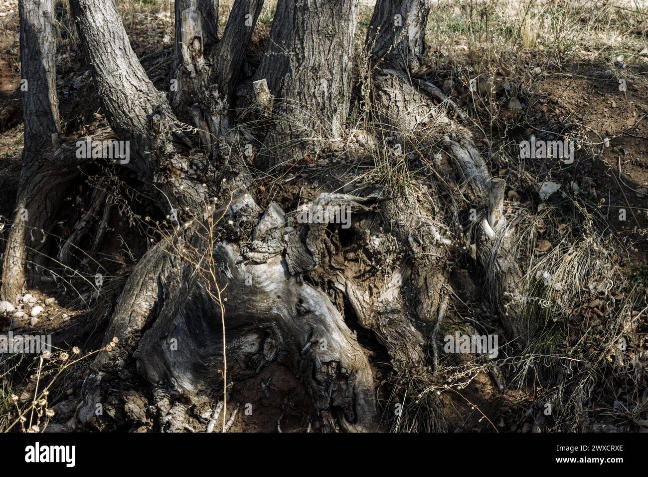 Le radici nobili definiscono un albero con più tronchi in bianco e nero. Foto Stock