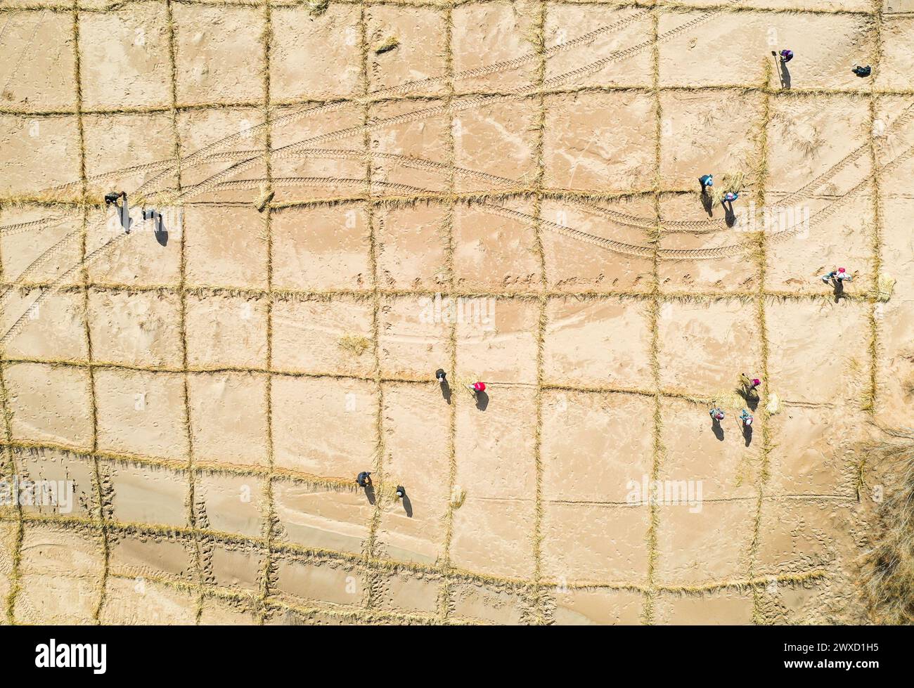 Pechino, Cina. 28 marzo 2024. Una foto aerea del drone scattata il 28 marzo 2024 mostra i lavoratori che posano griglie d'erba presso l'Horqin Left Wing Rear Banner di Tongliao City, nella regione autonoma della Mongolia interna della Cina settentrionale. Crediti: Lian Zhen/Xinhua/Alamy Live News Foto Stock