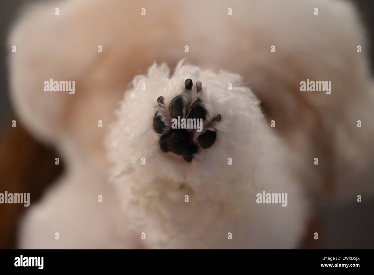 Primo piano di una testa bianca di orsacchiotto tenuta in mano Foto Stock