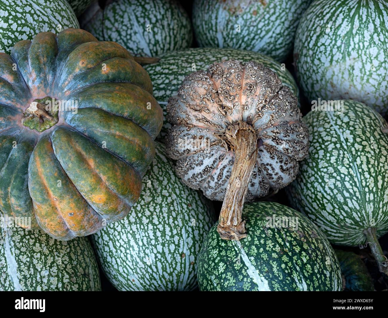 Zucche e squash appena raccolte in un orto Foto Stock
