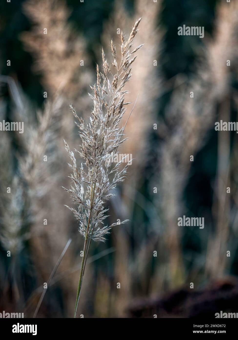 Primo piano di teste di semi di canne di piume coreane (Calamagrostis brachytricha) in inverno Foto Stock